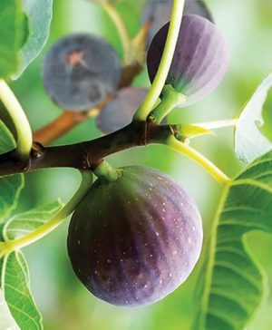 Hardy Fig Brown Turkey