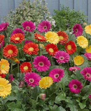 Hardy Gerbera Garvinea Series