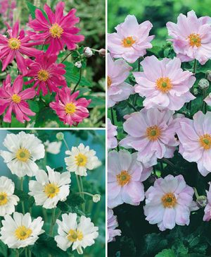 Hardy Japanese Anemone Collection