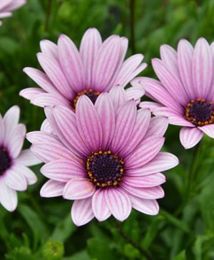 Hardy Osteospermum Sennen Sunrise