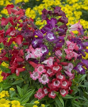 Hardy Penstemon Collection