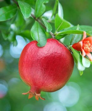Hardy Pomegranate Bush Chico