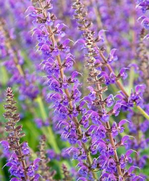 Hardy Purple Salvia