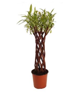 Harlequin Living Willow Sculpture