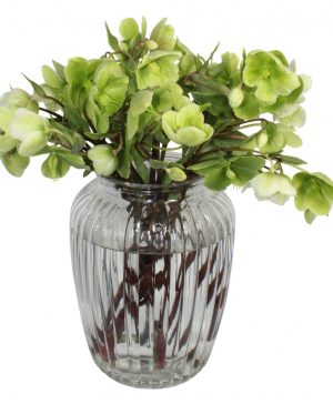 Garden Hellebore Heaven Flowers & Plants Co.