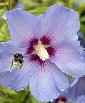 Hibiscus Oiseau Bleu 1m Standard