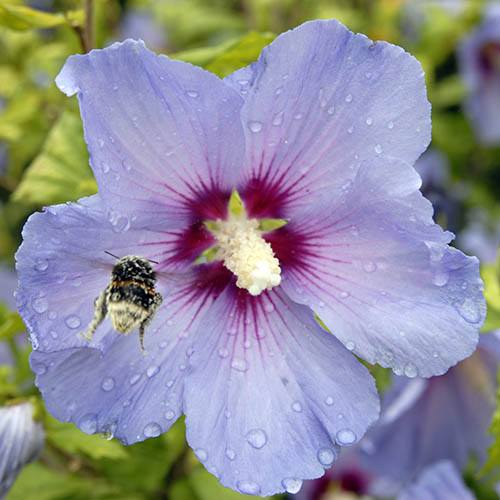 Hibiscus Oiseau Bleu 1m Standard