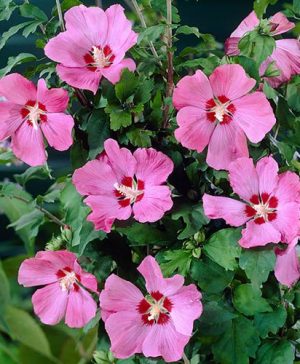 Hibiscus Walbertons Rose Moon Standard