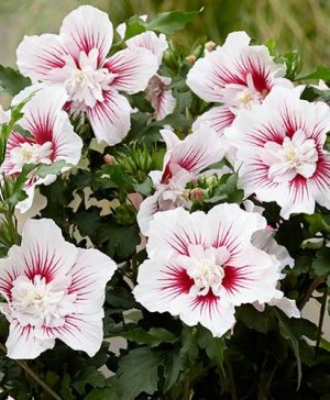 Hibiscus syriacus Starburst Chiffon Rose Mallow Standard