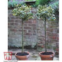 Holly 'Golden King' (Standard Tree) at Thompson & Morgan - Image 2