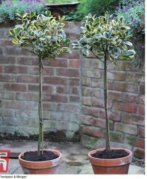 Garden Holly 'Golden King' (Standard Tree) Thompson & Morgan