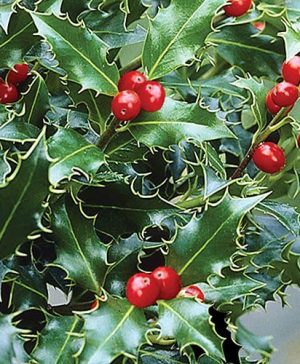 Holly Ilex x meserveae Blue Maid
