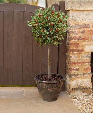 Holly Ilex x meserveae Blue Maid Standard