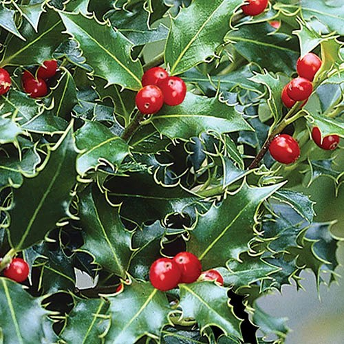 Holly Ilex x meserveae Blue Maid