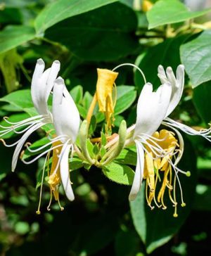Honeysuckle Lonicera Honey Baby