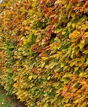 Hornbeam Carpinus betulus Hedging