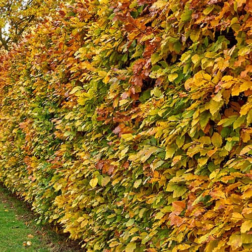 Hornbeam Carpinus betulus Hedging