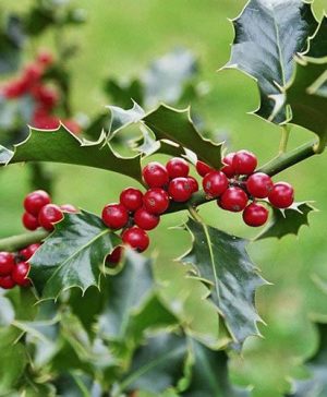 Ilex aquifolium English Holly