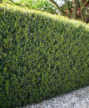 Ilex crenata Green Hedge