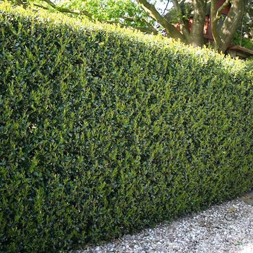 Ilex crenata Green Hedge