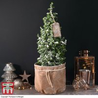 Indoor Christmas Tree in Velvet Bag - Gift at Thompson & Morgan - Image 2