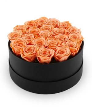 Garden Infinite Soho 'Champagne' Flowers & Plants Co.