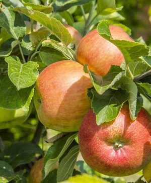 James Grieve Apple Tree
