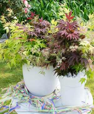 Japanese Acer palmatum 'Festival' Mix