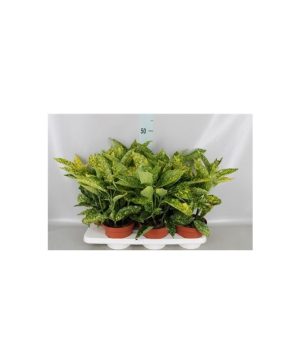 Garden Japanese Laurel Flowers & Plants Co.