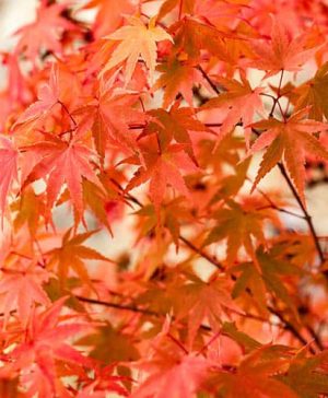 Japanese Maple