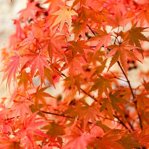 Japanese Maple