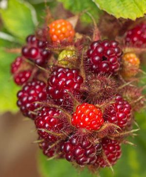 Japanese Wineberry Fruit Bush in a 2L Pot