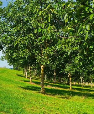 Juglans regia Common Englsh Walnut Tree