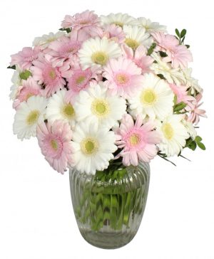 Garden Just Gerberas Flowers & Plants Co.