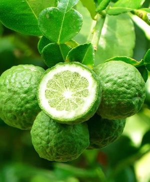 Kaffir Lime Citrus hystrix