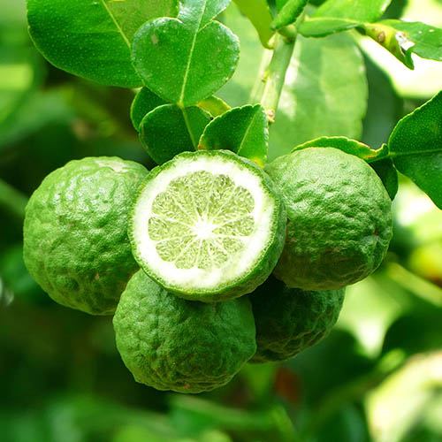 Kaffir Lime Citrus hystrix
