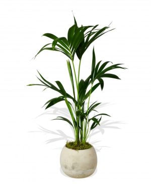 Kentia Palm