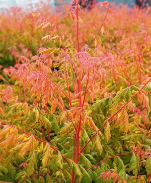 Koelreuteria paniculata Pride of India Coral Sun