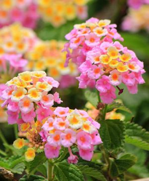 Lantana Esperanta Compact Rose.