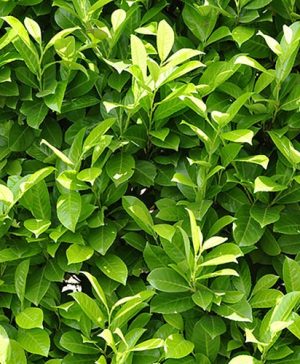 Laurel Hedging - Prunus laurocerasus