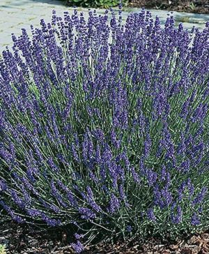Lavender Lavandula intermedia Grosso