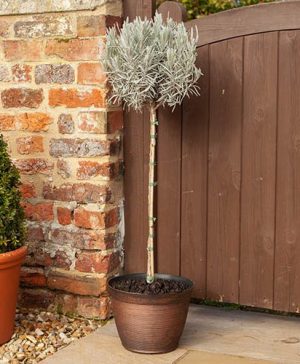 Lavender Munstead 3L standard