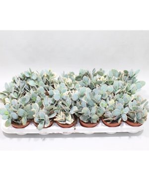 Garden Lavender Scallops Flowers & Plants Co.