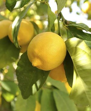 Lemon Citron Tree