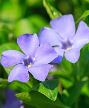 Lesser Periwinkle Vinca minor Bowles Variety