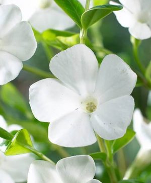 Lesser Periwinkle Vinca minor Gertrude Jekyll