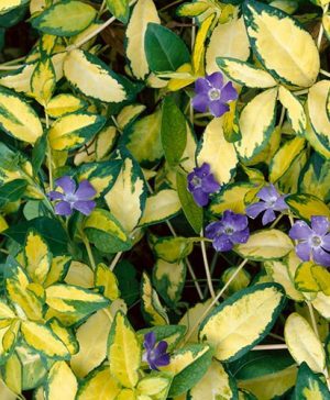 Lesser Periwinkle Vinca minor Illumination