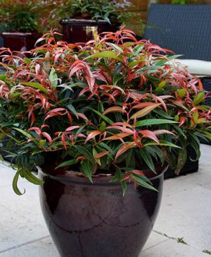 Leucothoe Burning Love
