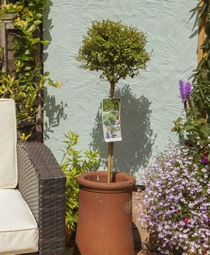 Ligustrum standard - Privet Laurel