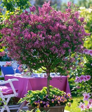 Lilac Syringa Palibin Standard